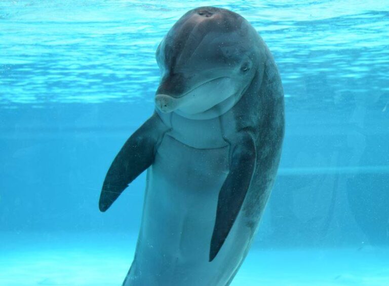 Kolmarden Zoo, dolphins, Daniel Rolke, dolphin death, sweden, end captivity