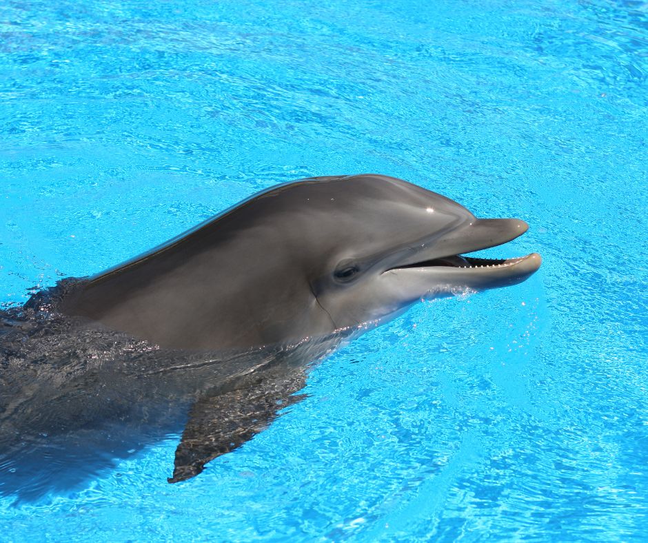 Barcelo dolphin swim, dolphins, captivity, Marine Connection