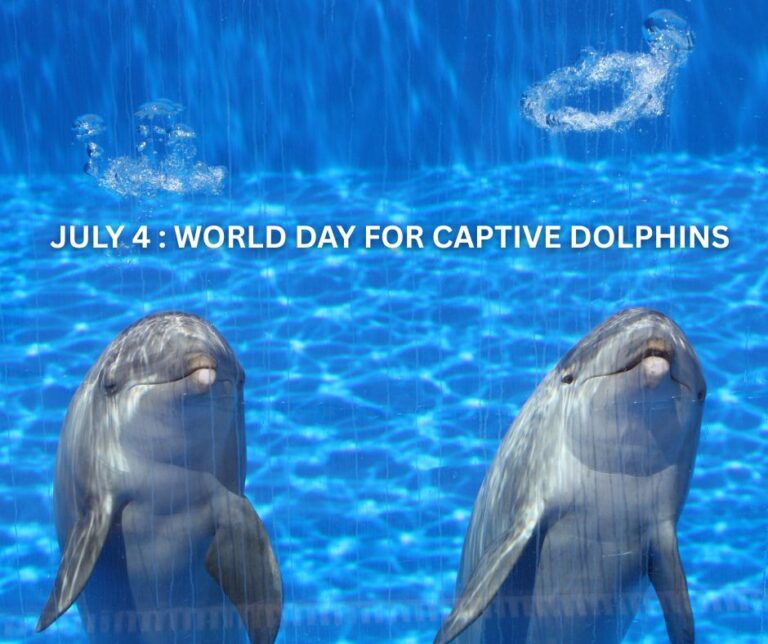 World Day For Captive Dolphins, captivity, dolphins, end captivity, marine connection