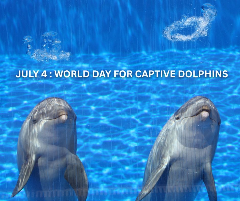 World Day For Captive Dolphins, captivity, dolphins, end captivity, marine connection
