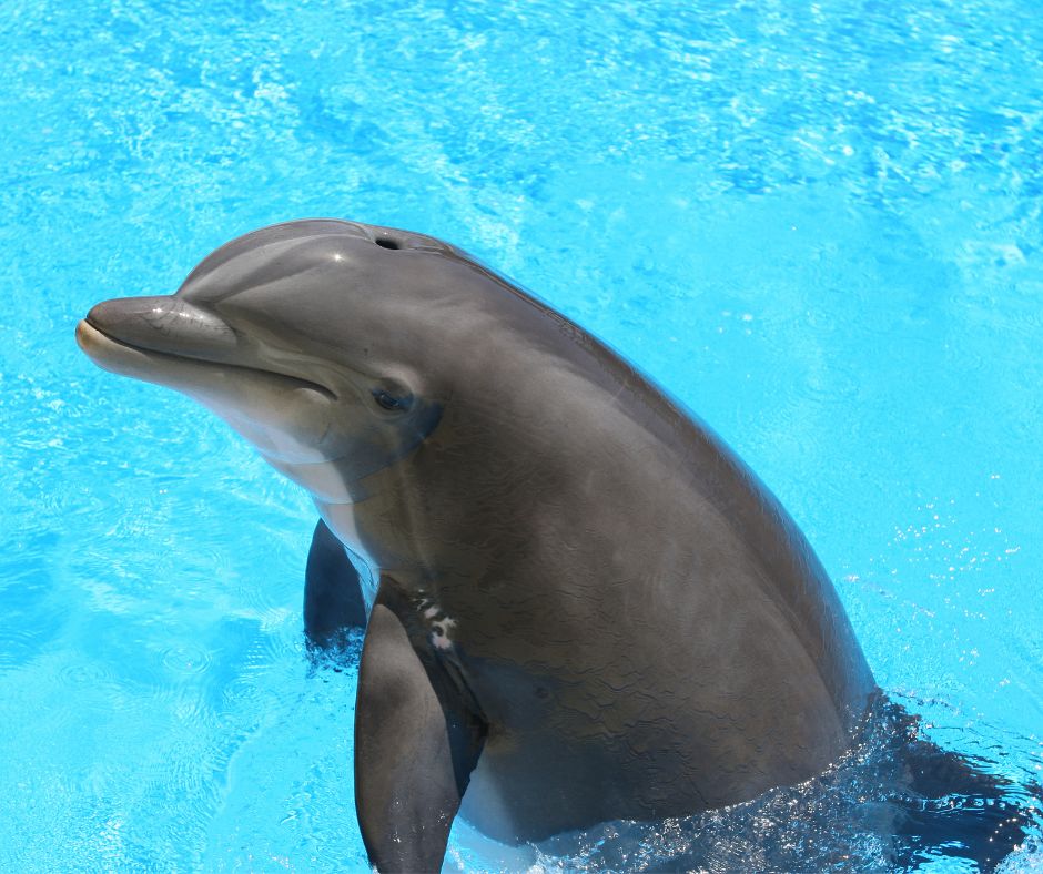 Selwo Marina, captive dolphins, Spain, China, chimelong, parques reinudos