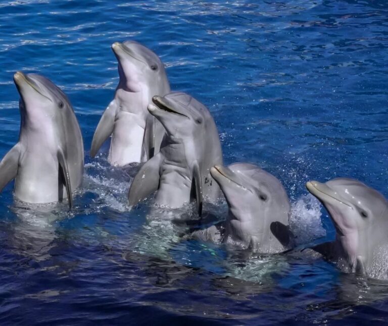 Detour group, end captivity, dolphins, whales, travel companies, marine connection