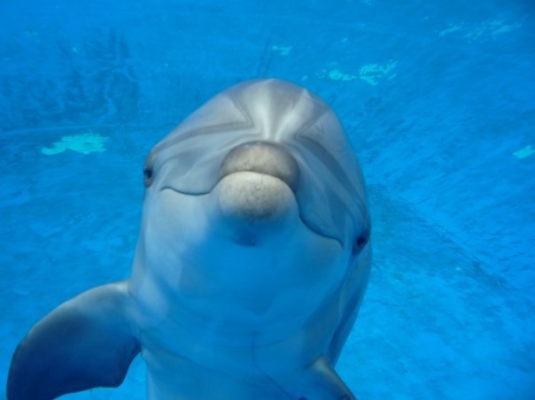 Marineland Antibes Yvon, captivity, dolphins, france, dolphinaria free europe, one voice