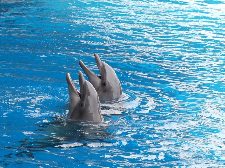 Attica Park, dolphins, clearwater aquarium, captivity