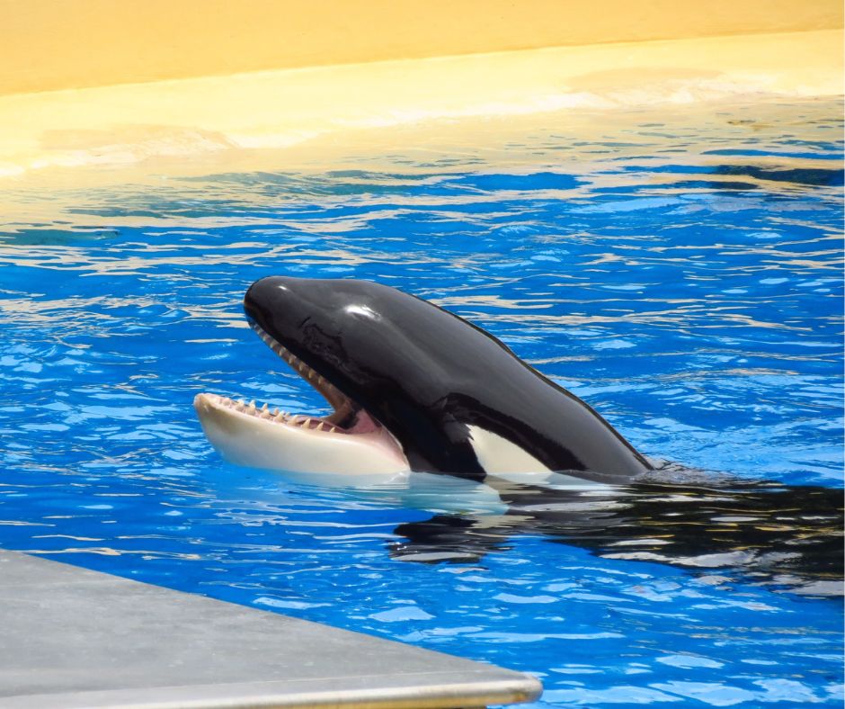 orca captivity, The Ecologist, Marine Connection, Loro Parque, end cetacean captivity, orcas, dolphins, Dr Rebecca Gaston