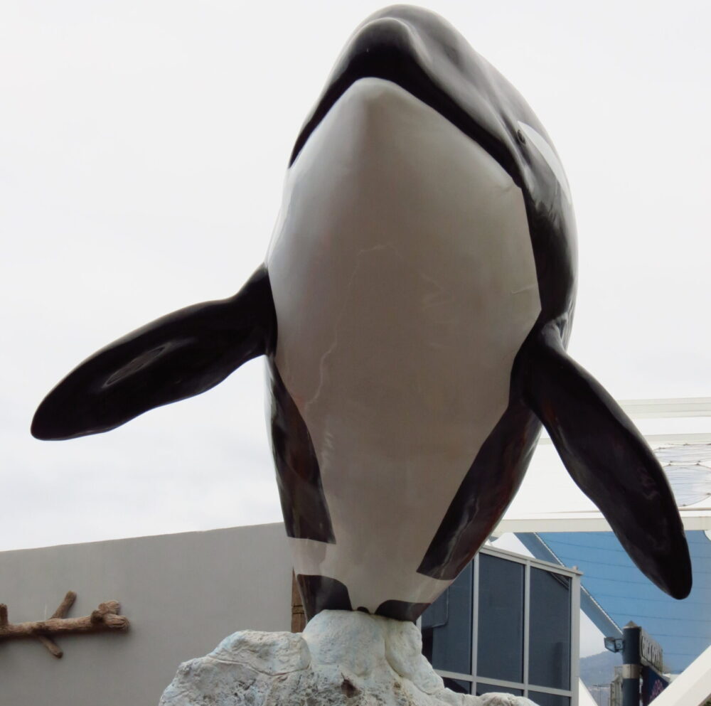 Loro Parque, orca, marine connection, teno, morgan