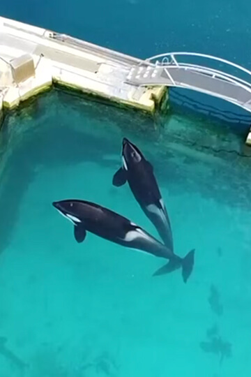 Wikie, Keijo, Marineland Antibes, Loro Parque, end captivity, dolphinaria free europe