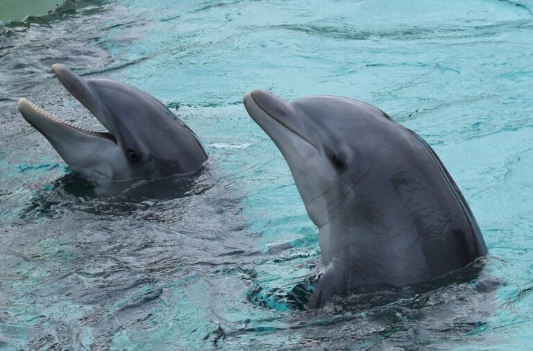 Malou, Nala, Marineland Antibes, dolphins, captivity, One Voice, Dolphinaria-Free Europe
