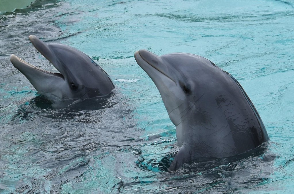 Malou, Nala, Marineland Antibes, dolphins, captivity, One Voice, Dolphinaria-Free Europe