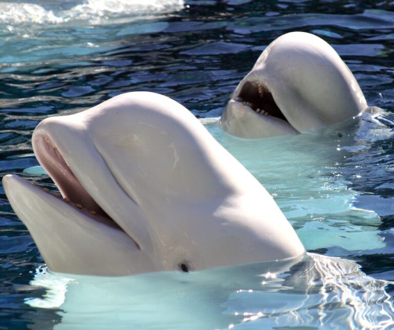 Marineland, Canada, beluga whales, transfer to USA, dolphinaria-free europe