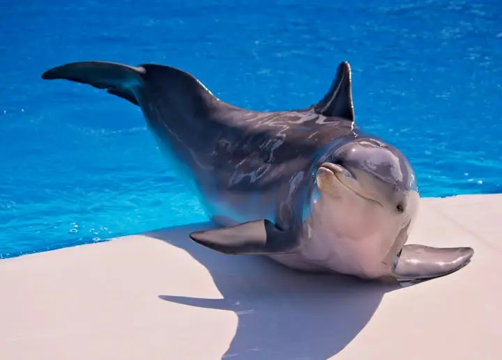 Cecil Kolmarden dolphinarium, dolphin death, dolphinaria-free europe
