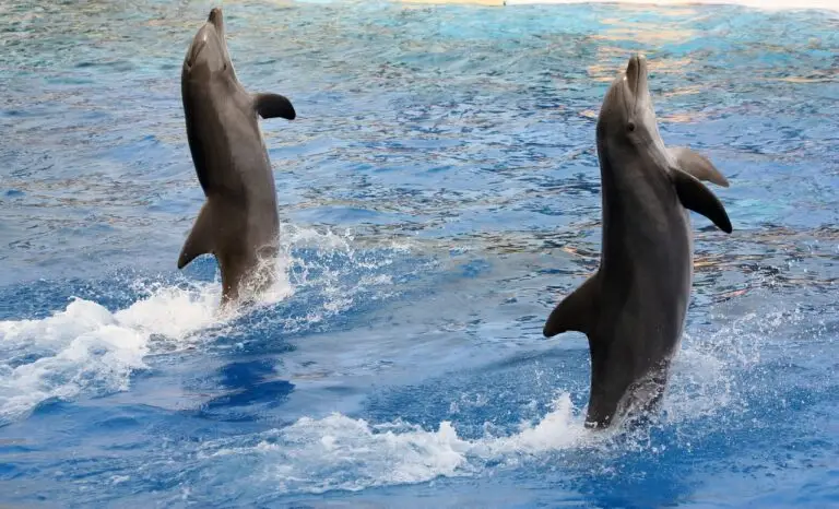 Marineland, Antibes, France, dolphins, Beauval Zoo,